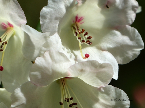 Bois des Moutiers fleuri